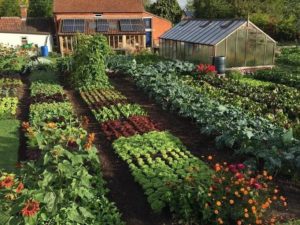 Сад и огород