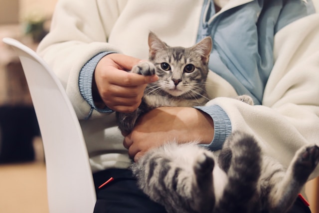 ветеринар кота принесли на прием